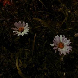 日韩美女深夜福利
