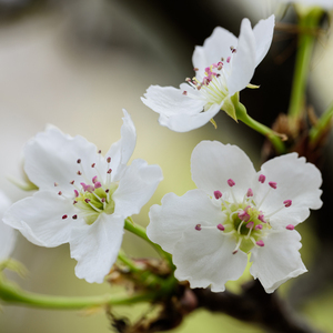 日韩美女深夜福利
